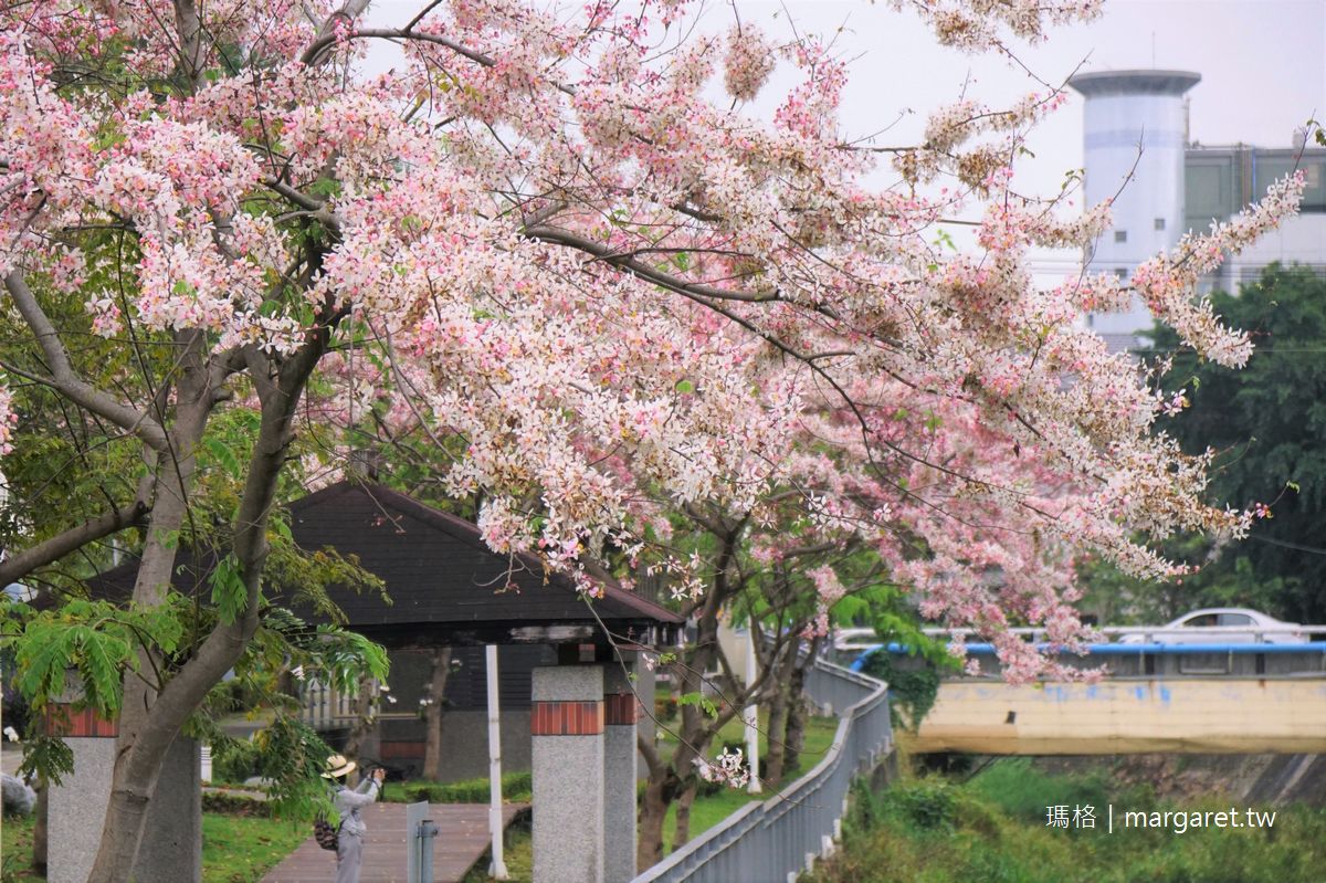 潮州河濱公園花旗木。民治溪畔的三月櫻｜粉色河岸有日本賞櫻感