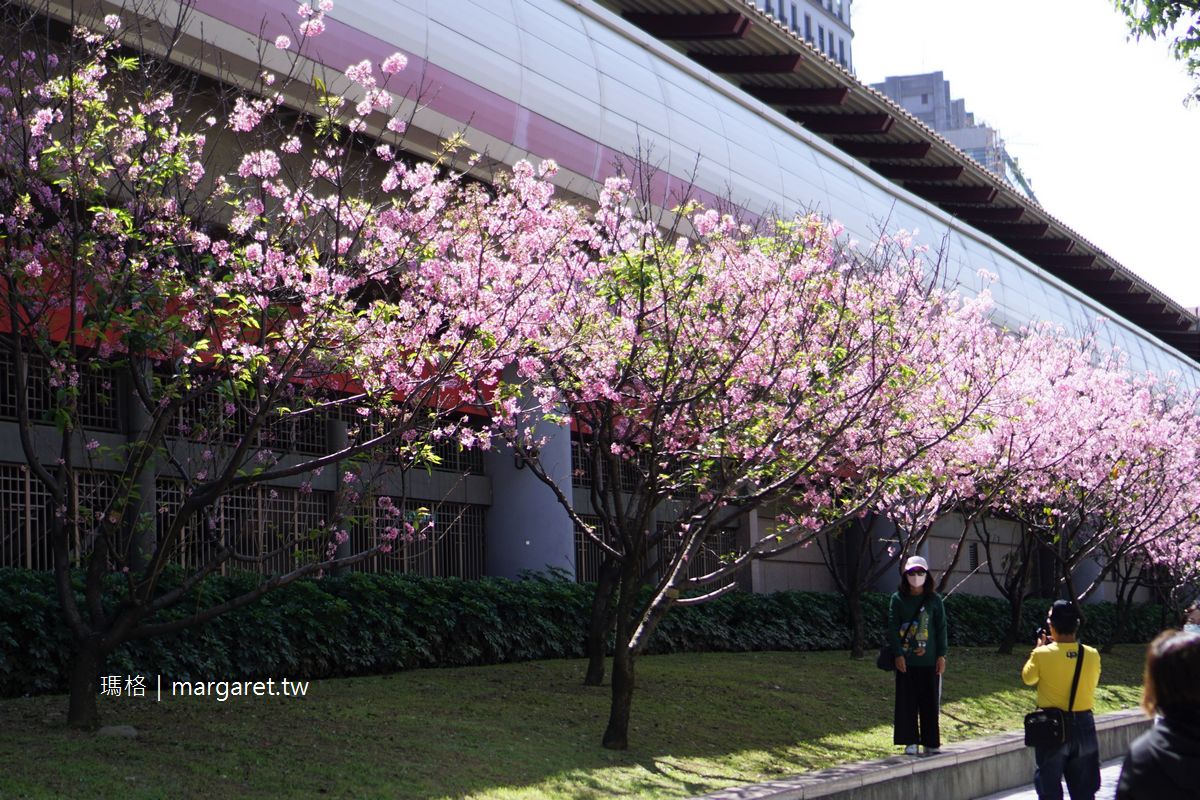 台北捷運石牌站2號出口。櫻花廊道｜四月天的粉紅浪漫