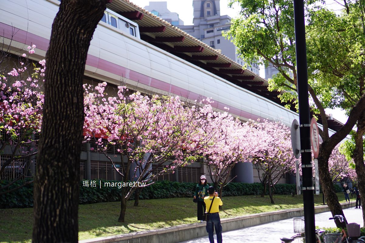 台北捷運石牌站2號出口。櫻花廊道｜四月天的粉紅浪漫