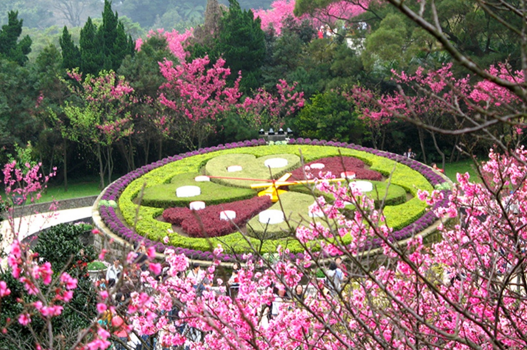 陽明山花季。台北最大的花園｜春暖花開、追櫻獵梅  #隊長遊記