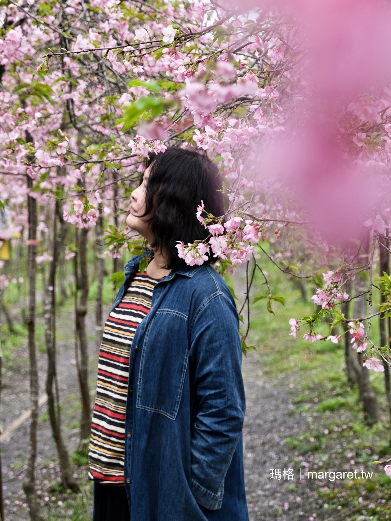 安農七路垂枝櫻。被櫻花包圍的浪漫構圖｜宜蘭安農溪畔春日花事
