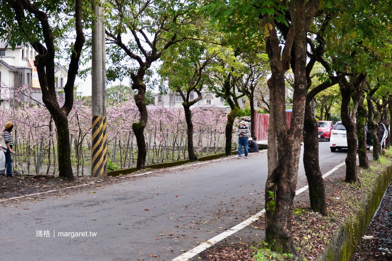 安農七路垂枝櫻。被櫻花包圍的浪漫構圖｜宜蘭安農溪畔春日花事