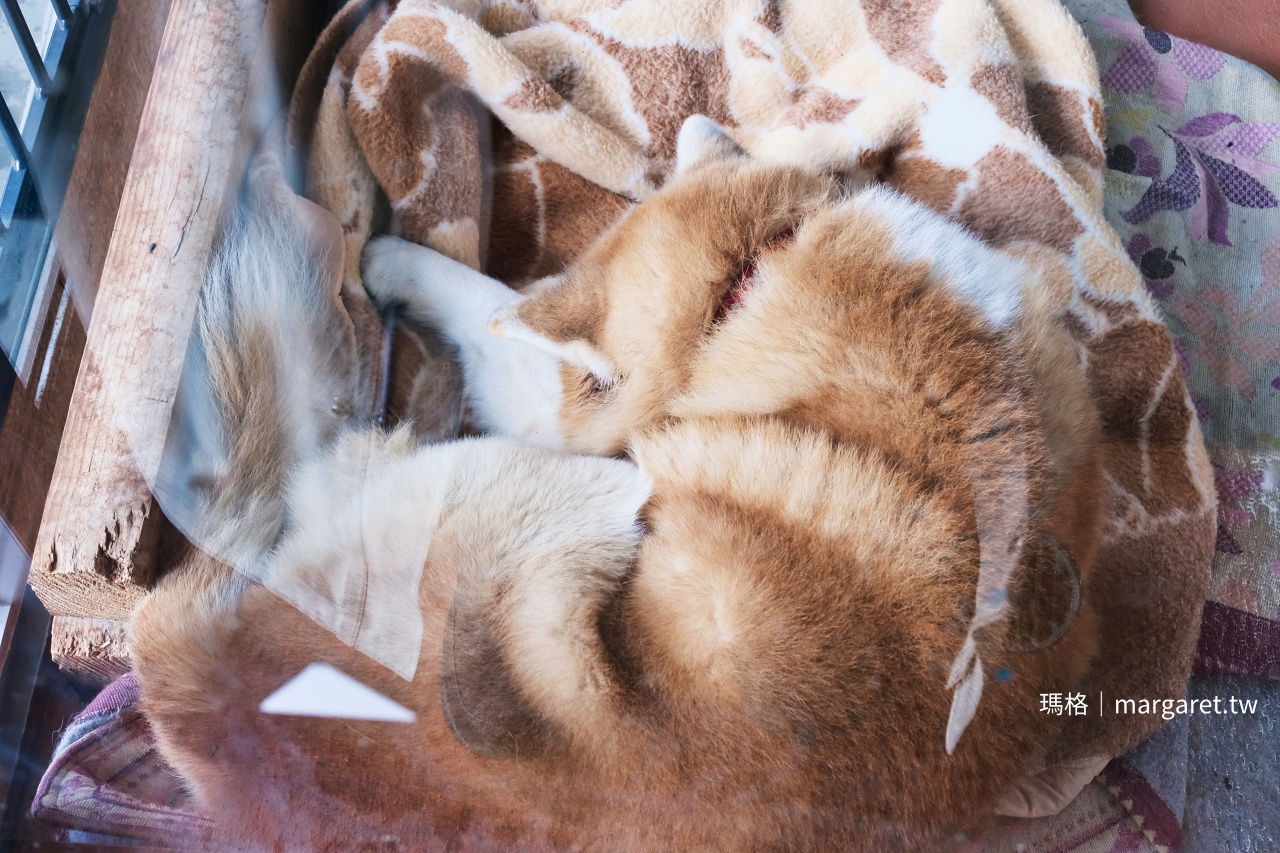 2026森吉山樹冰觀賞季。搭阿仁空中纜車免費租借雪杖雪鞋｜日本三大樹冰之一