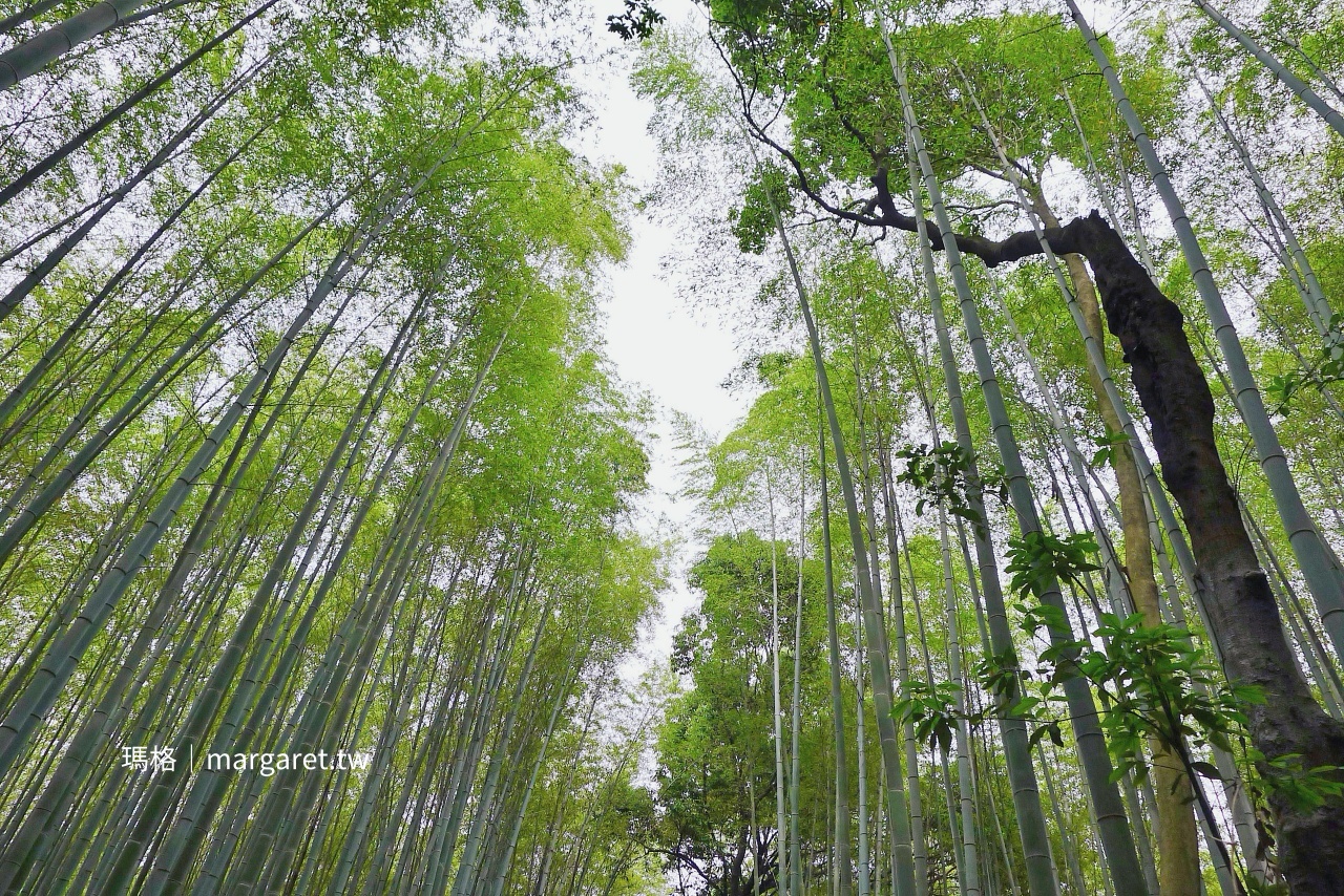 京都嵐山嵯峨野竹林小徑 竹林步道與自然光影