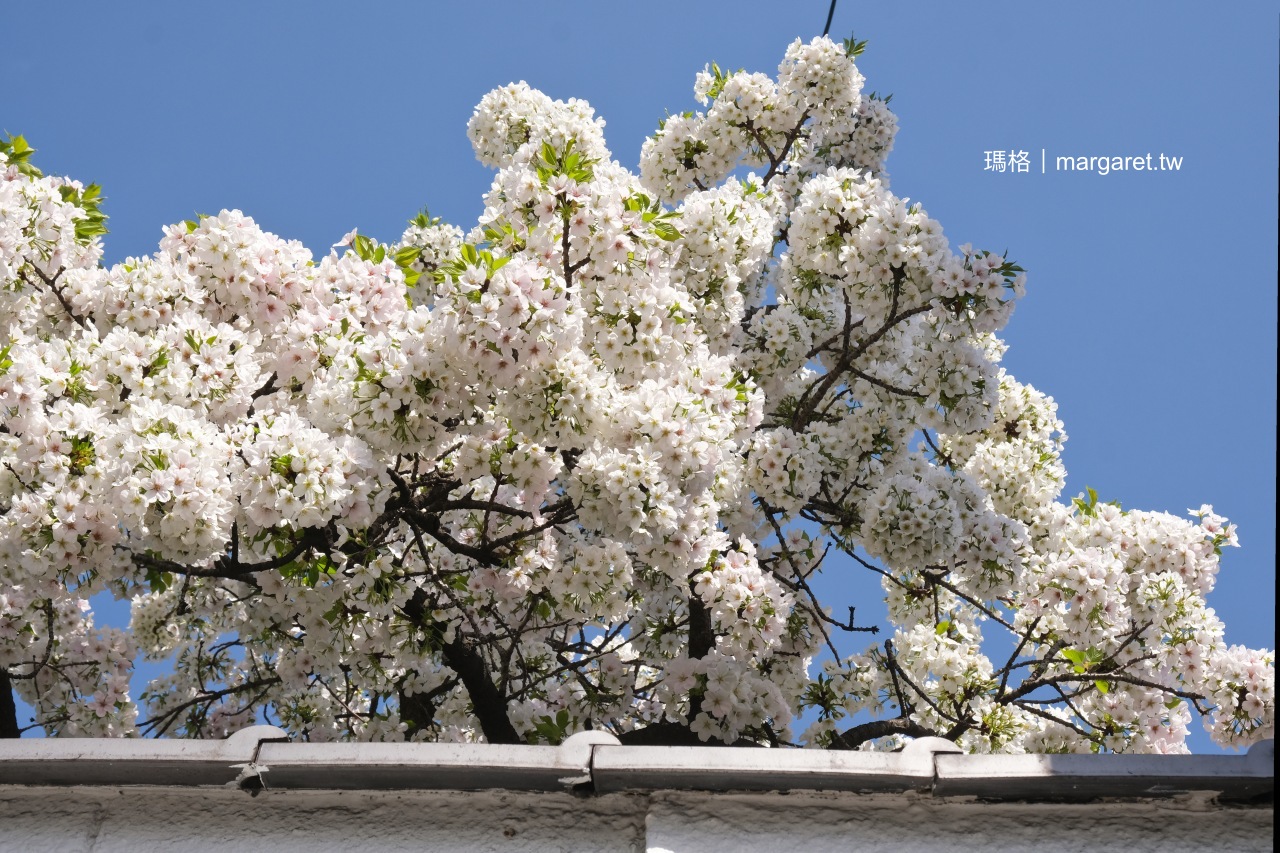 一心寺。大阪骨佛寺的櫻花邂逅｜日本名建築師打造前衛仁王門蔚為奇觀