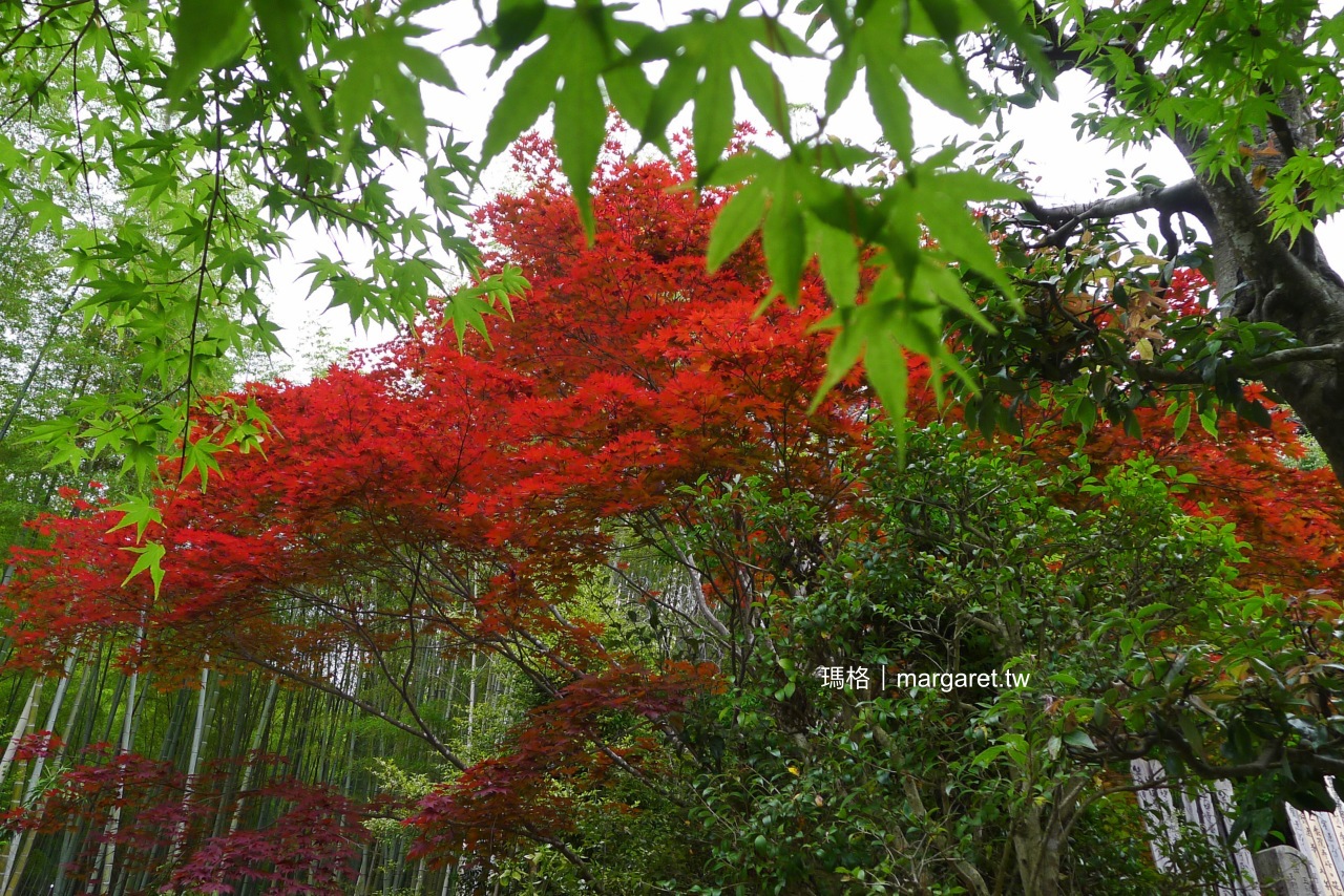 常寂光寺。京都嵐山奇遇｜六月天的楓紅