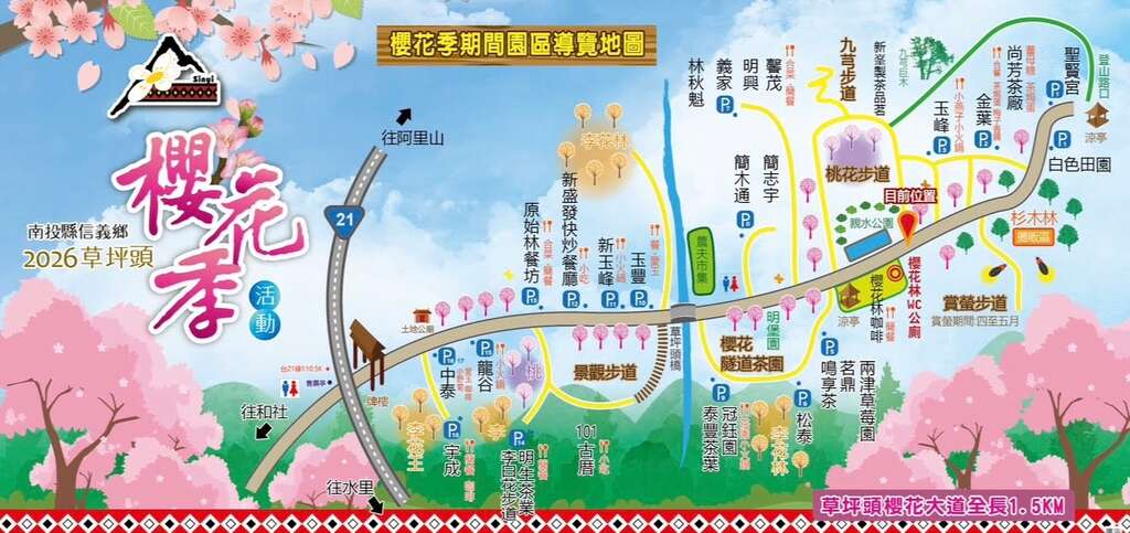 2026草坪頭櫻花季開跑。1/31-3/1｜茶園、李花、油菜花、玉山同框之美