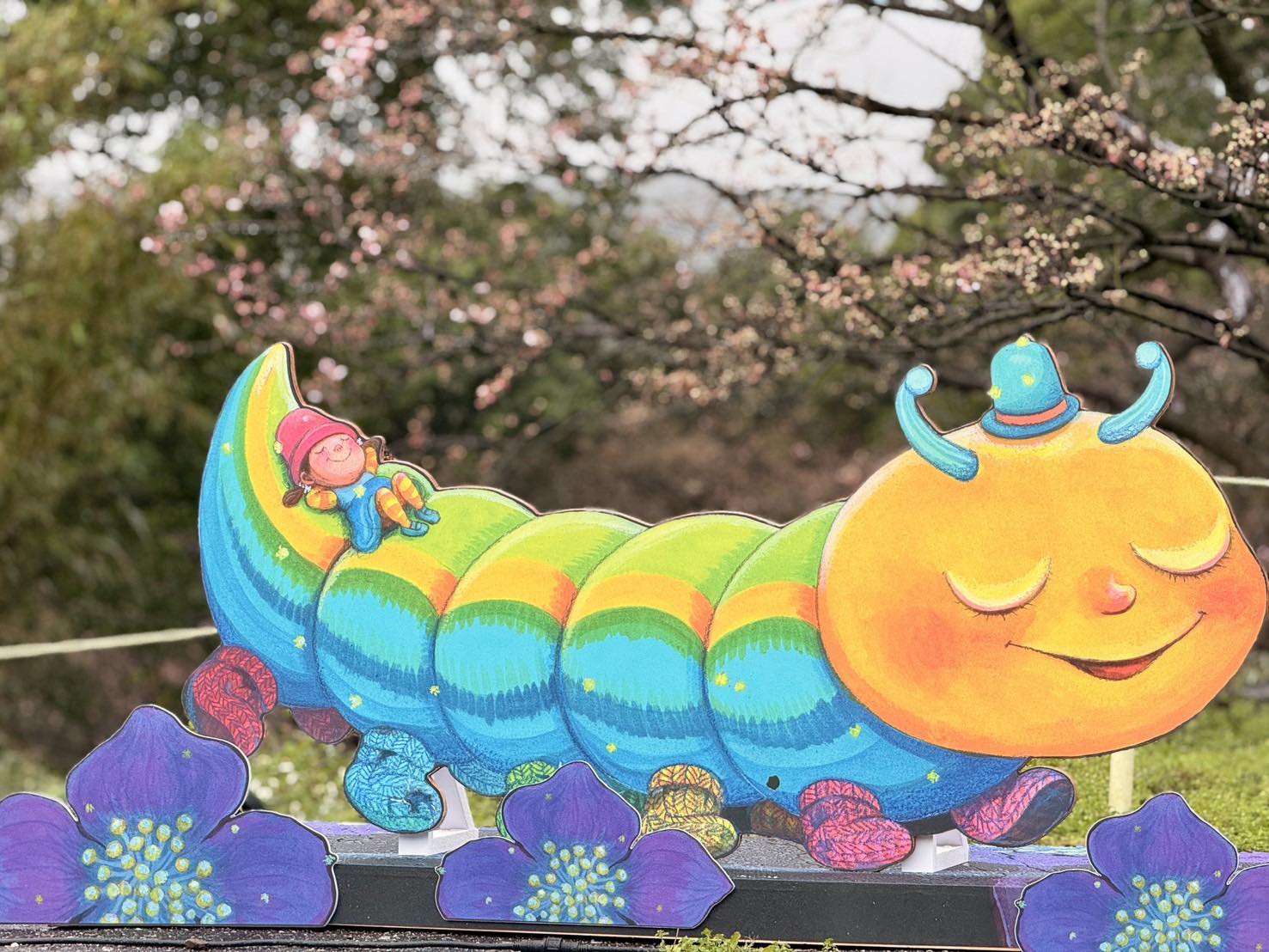 2026淡水天元宮賞櫻。夜櫻點燈 1/29～2/11｜三色櫻是看點