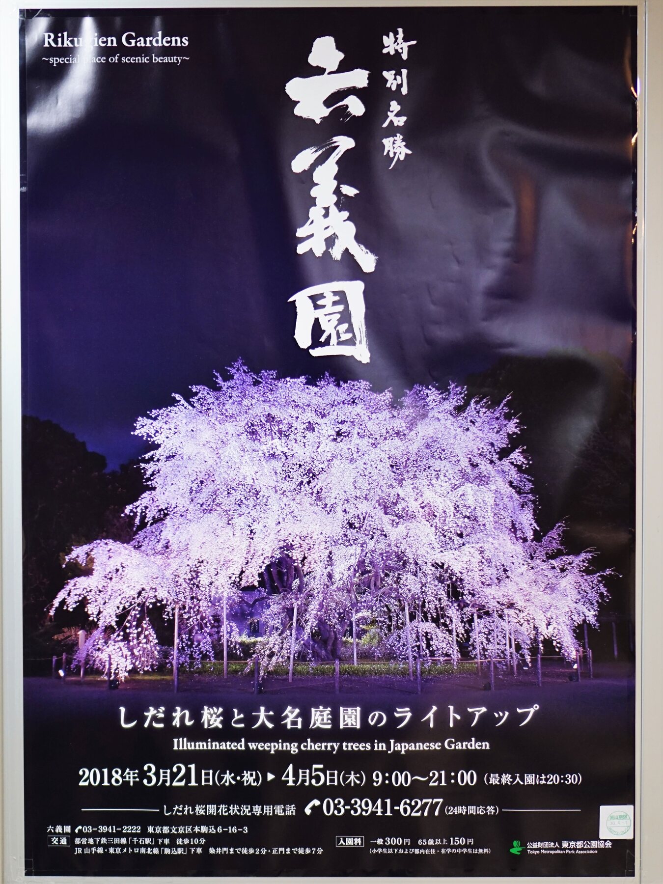東京賞櫻10選 22日本賞櫻情報 花見野餐 夜櫻食尚 更新 瑪格 圖寫生活