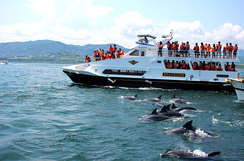 天草半日遊。不分季節出海賞海豚成功率達98%｜中文網路預約。交通建議