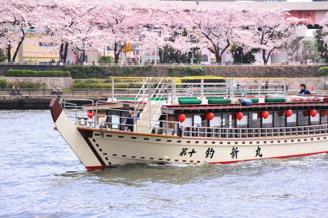搭屋形船遊隅田川賞櫻。船上宴席料理＋啤酒喝到飽｜讓櫻花在眼前流動的東京半日遊