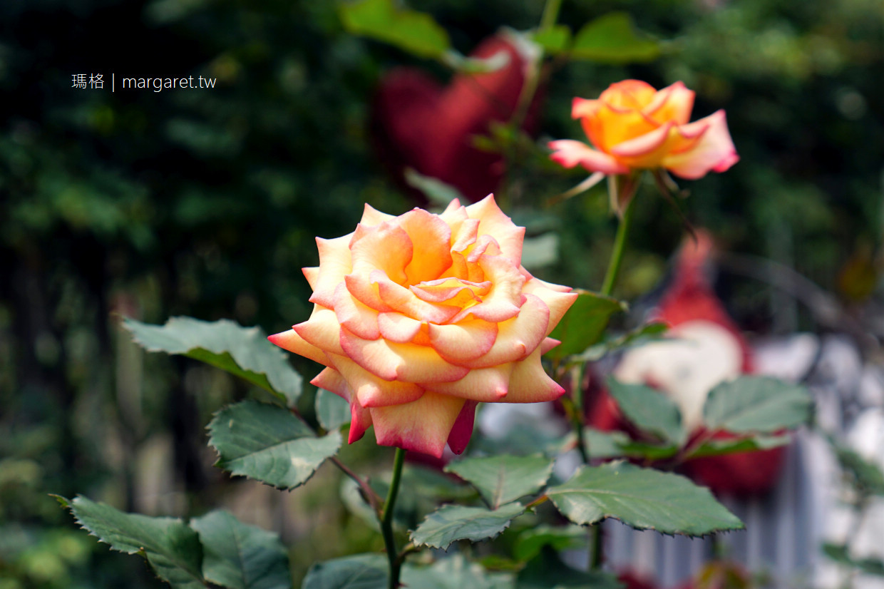 2021臺北玫瑰展。最浪漫高貴的大衛奧斯汀玫瑰｜超過700種玫瑰展至4/4