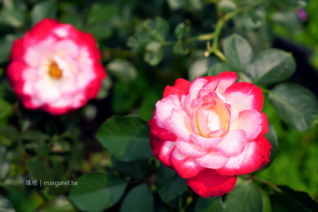 2021臺北玫瑰展。最浪漫高貴的大衛奧斯汀玫瑰｜超過700種玫瑰展至4/4