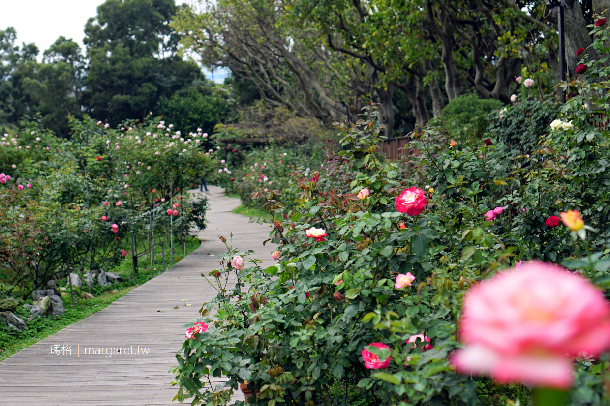 2022台北玫瑰展3/4開跑。新亮點祕密花園水景區｜到台北玫瑰園欣賞世界最高貴大衛奧斯汀玫瑰