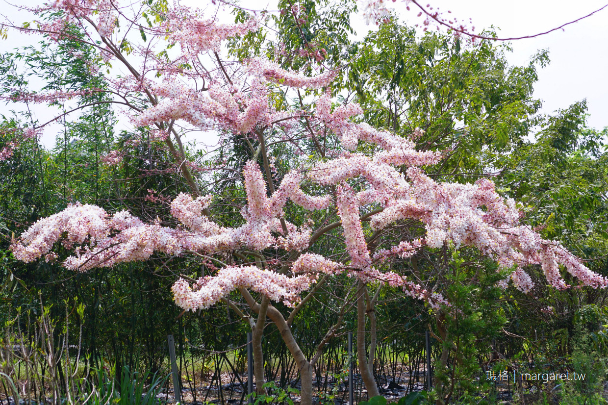 三月盛開的花旗木。南投集集私房景點｜枝椏形狀像海星的泰國櫻花