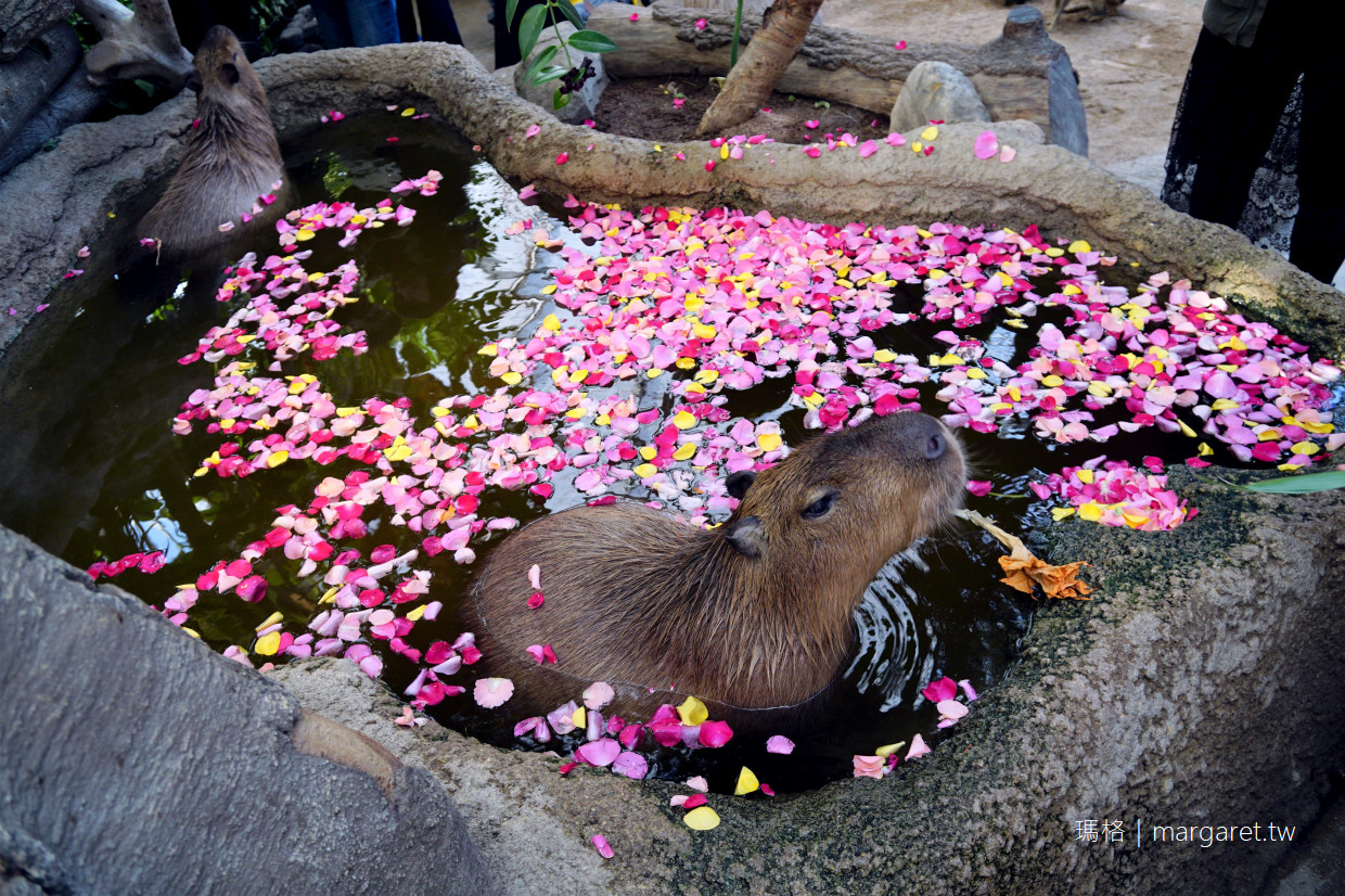 神戶動物王國。可與動物近距離接觸｜超萌水豚君花瓣浴檔期。門票。交通