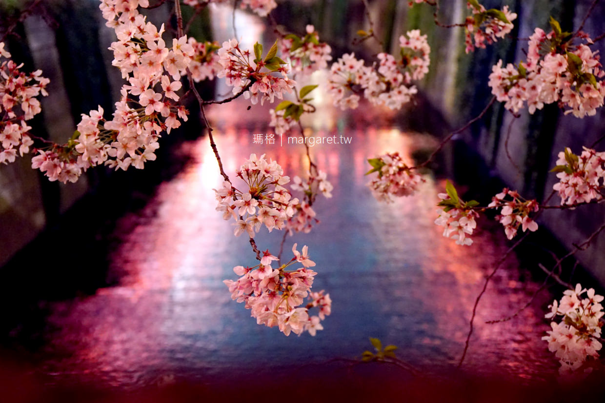 中目黑櫻花祭。東京賞櫻嘉年華｜一起在櫻花樹下買醉吧