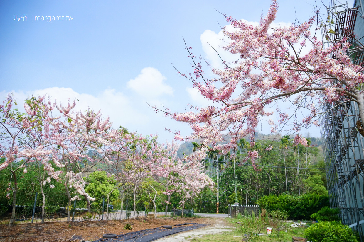 三月盛開的花旗木。南投集集私房景點｜枝椏形狀像海星的泰國櫻花
