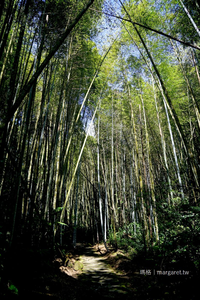 迷糊步道。阿里山賞櫻景點｜樂野部落米洋溪步道。幽靜美麗的竹林