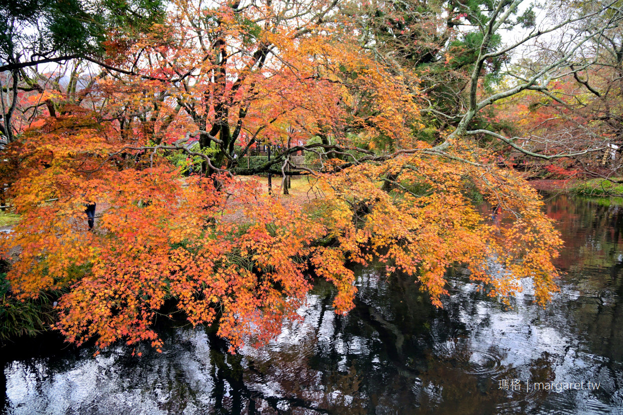 金鱗湖紅葉之美｜由布院半日遊。天祖神社水中鳥居