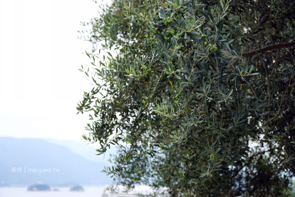 小豆島橄欖公園。千年橄欖樹｜米洛斯風車飛天魔女。愛麗絲夢遊仙境橄欖起源之書 (二訪更新)