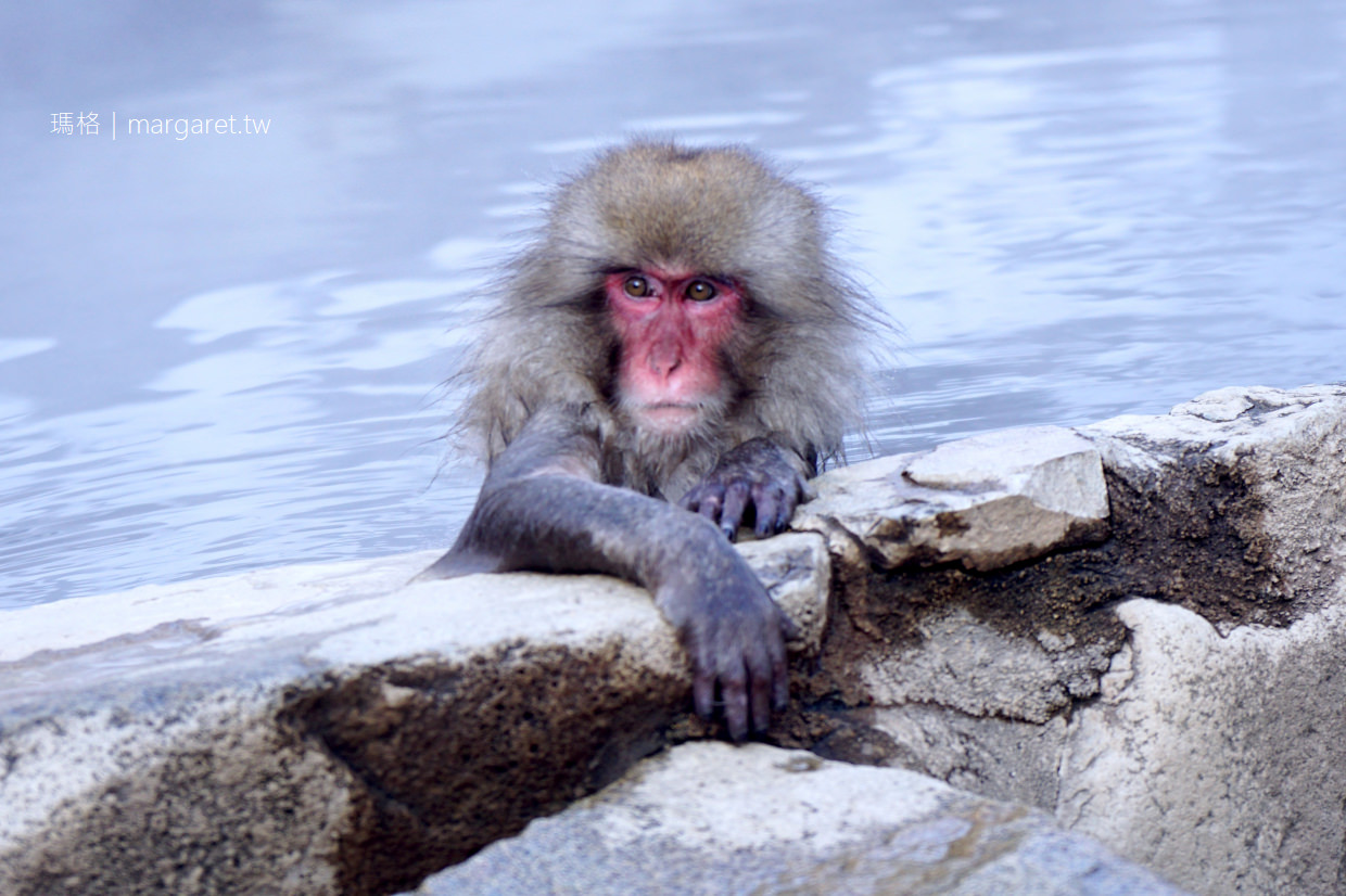 長野雪猴秘境。地獄谷野猿公苑｜世上唯一野猴泡天然溫泉奇景｜東京出發巴士一日遊。含午餐