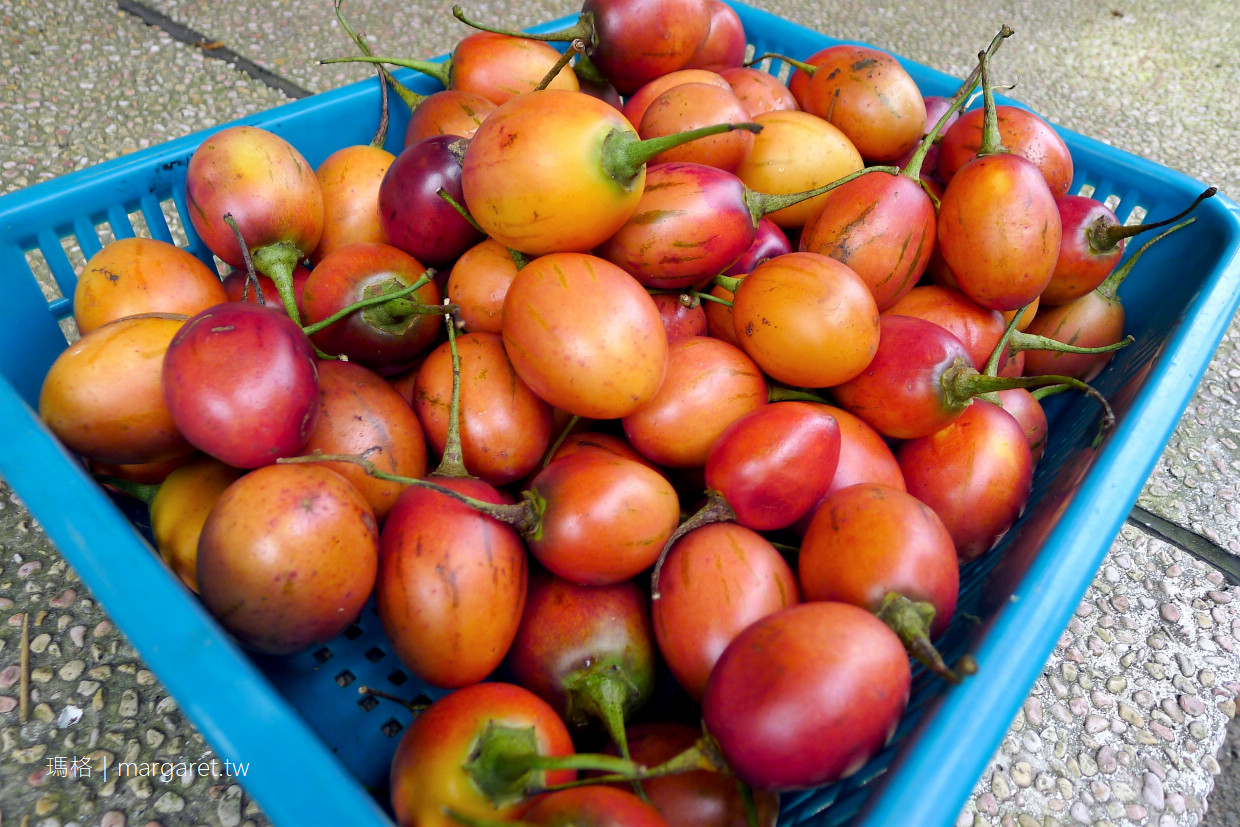阿里山名產。樹番茄的滋味｜營養、低卡、美味