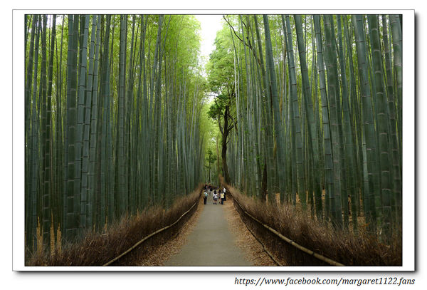 京都之旅。竹林之道｜穿過渡月橋沿著桂川悠遊嵐山公園、情迷竹林小徑