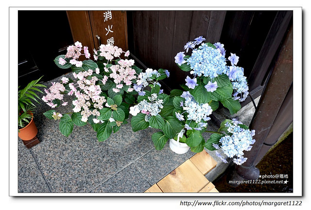 【日本】高山路上遇到的花