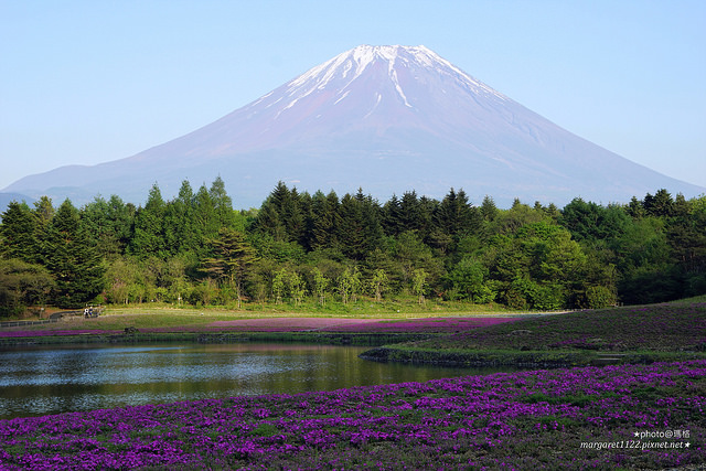 富士芝櫻祭｜富士急行線，可飽覽富士山美景的復古登山電車 (交通建議)