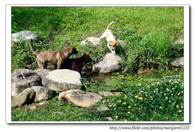 【南投遊記】水里。上安村的狗狗